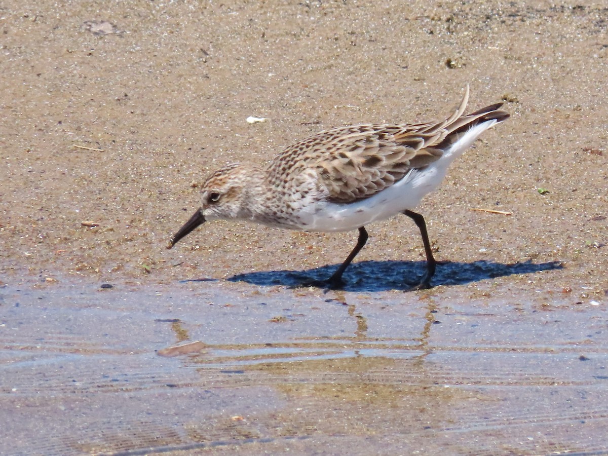 Semipalmated Sandpiper - Davida Kalina