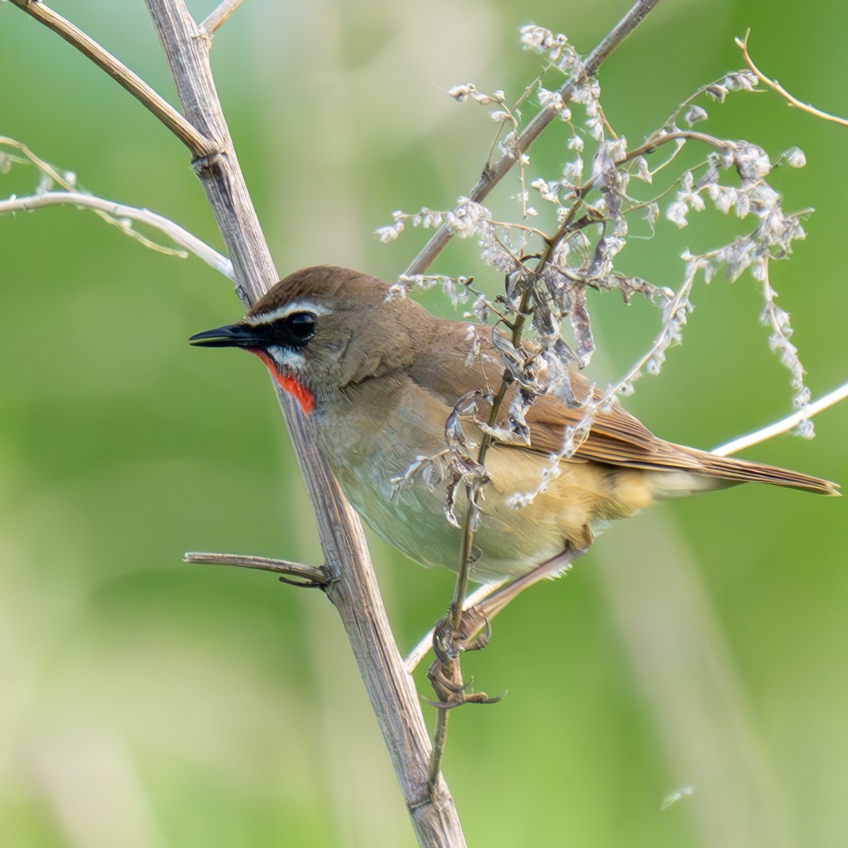 Siberian Rubythroat - MASATO TAKAHASHI