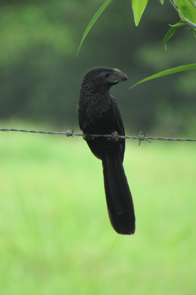 Groove-billed Ani - Aneth Pérez