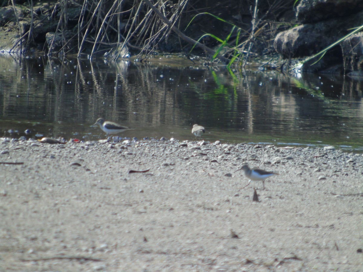 Common Sandpiper - Mehmet Altunbas