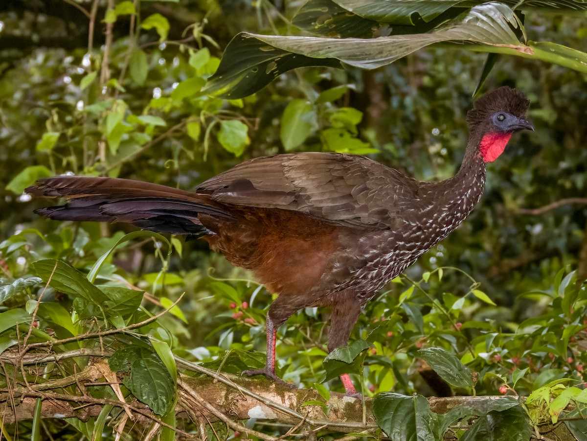 Crested Guan - Imogen Warren