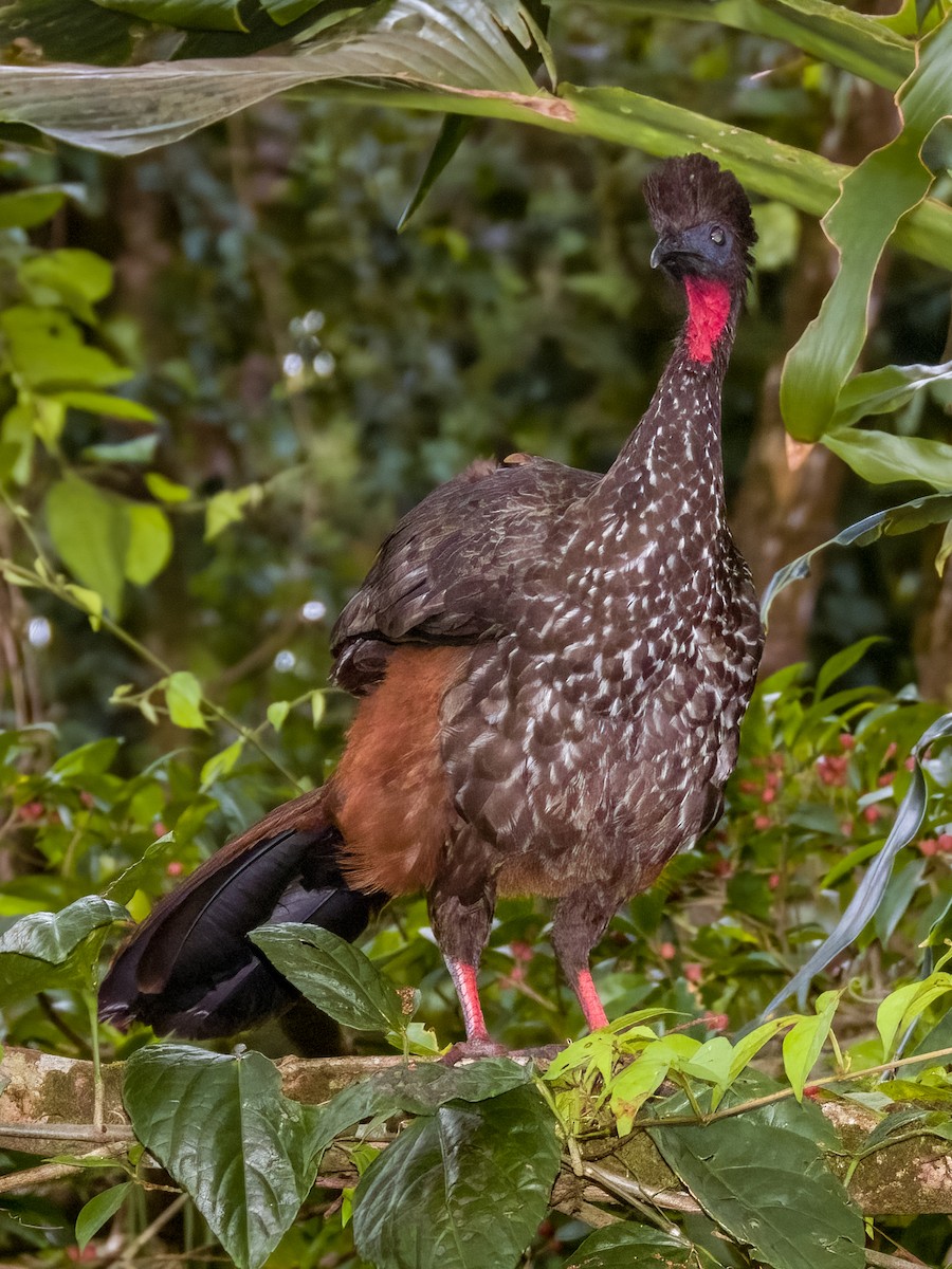 Crested Guan - Imogen Warren