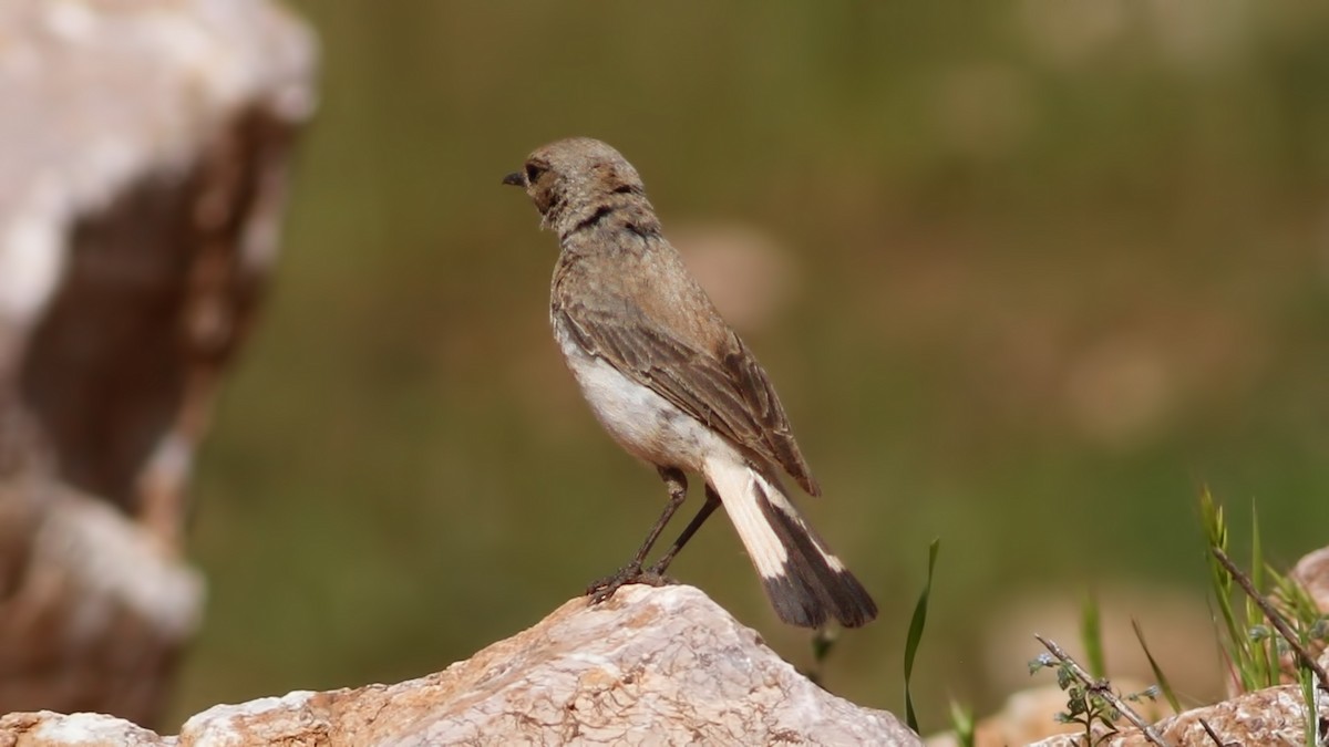 Kurdish Wheatear - Emrah Kayhan