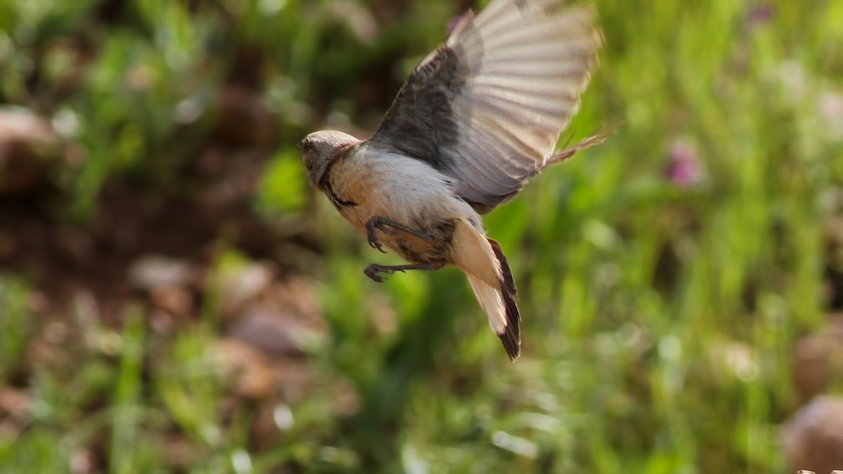 Kurdish Wheatear - Emrah Kayhan