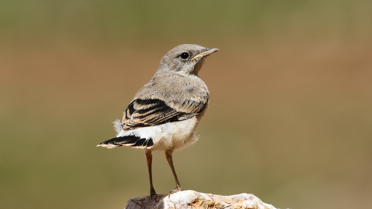 Kurdish Wheatear - Emrah Kayhan