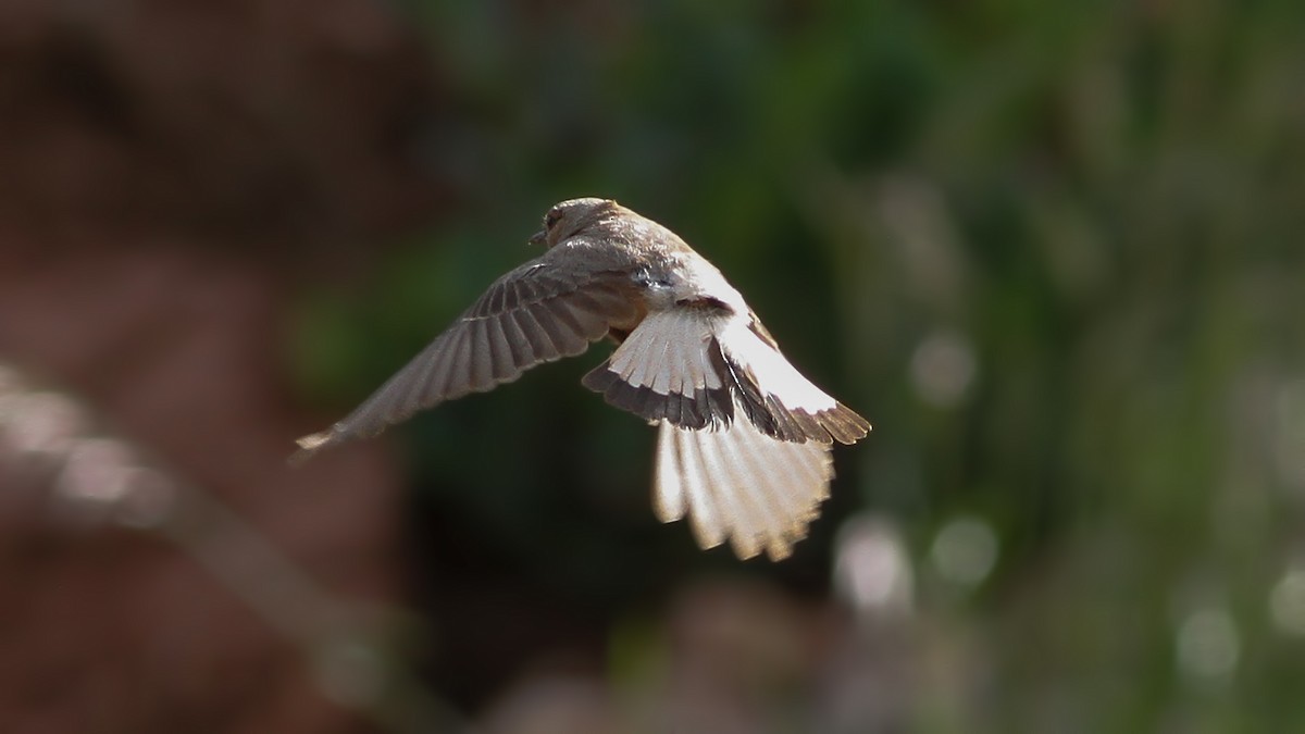 Kurdish Wheatear - Emrah Kayhan