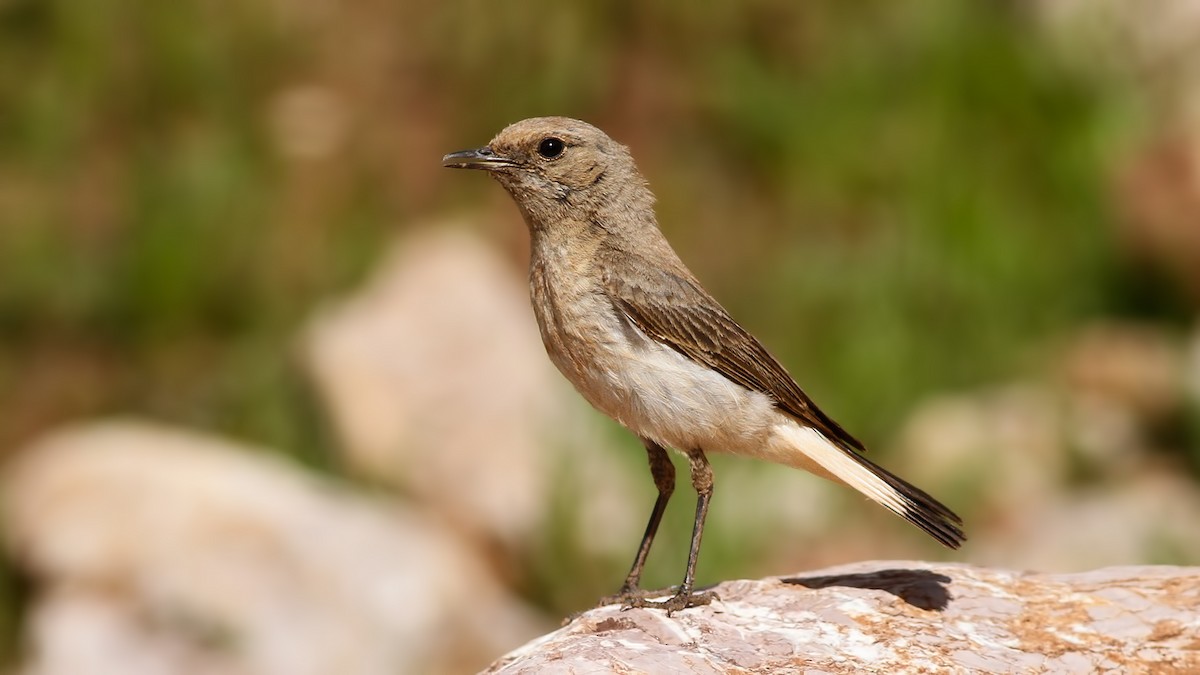 Kurdish Wheatear - Emrah Kayhan