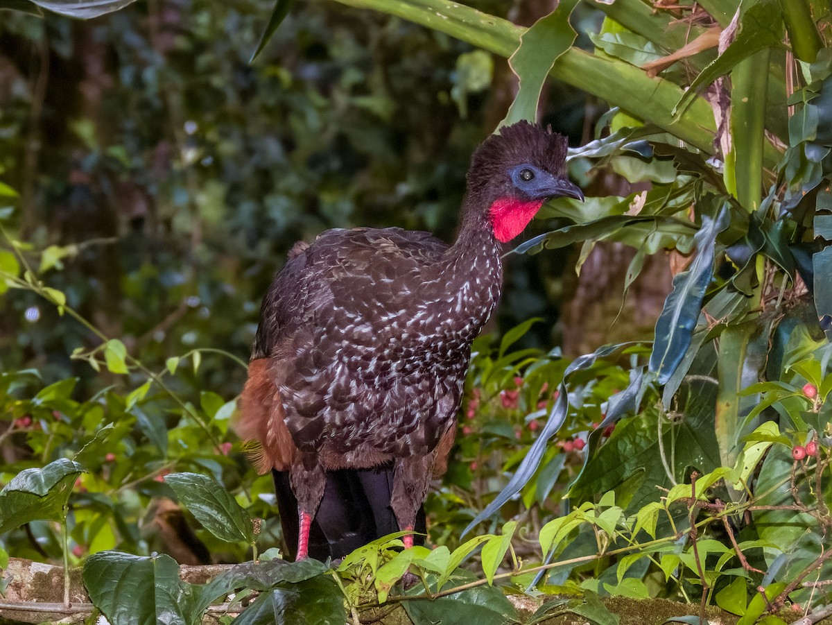 Crested Guan - Imogen Warren