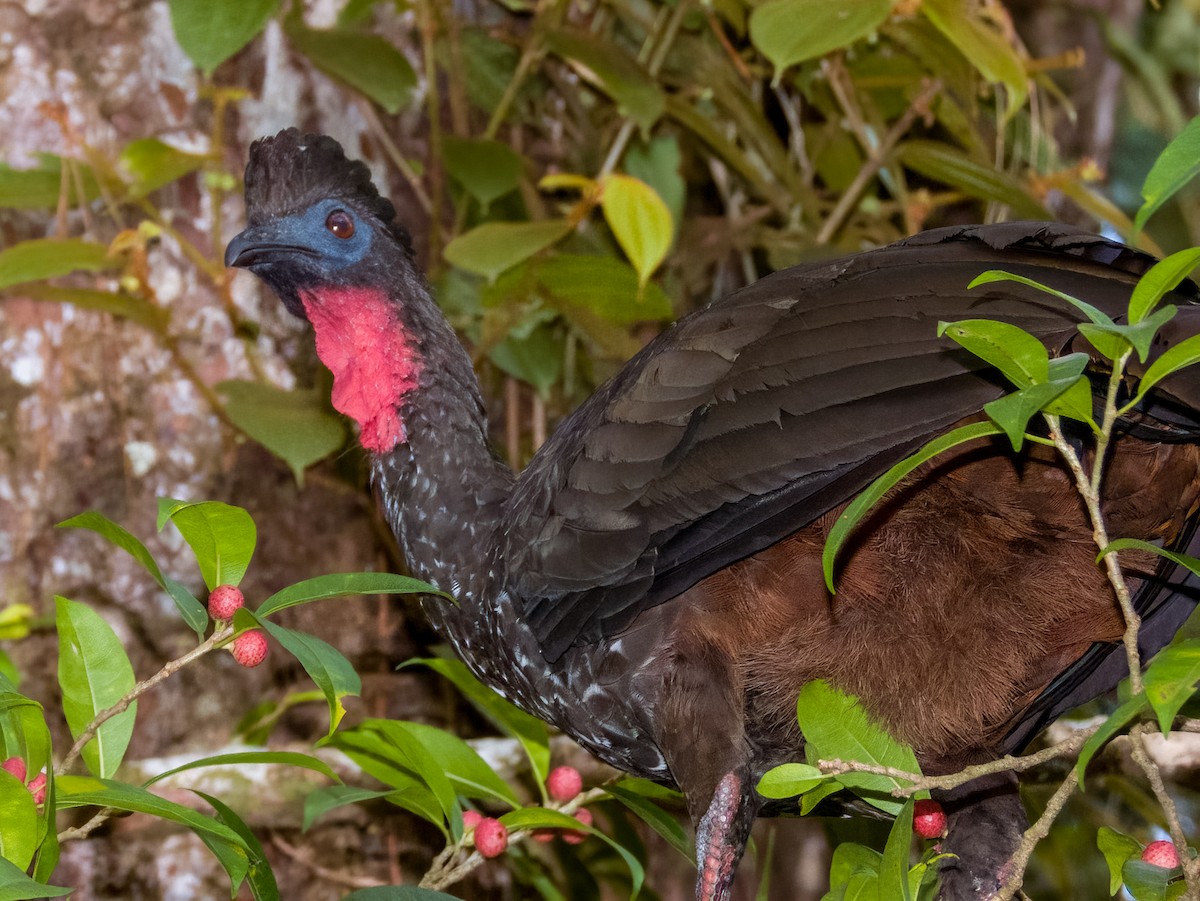 Crested Guan - Imogen Warren