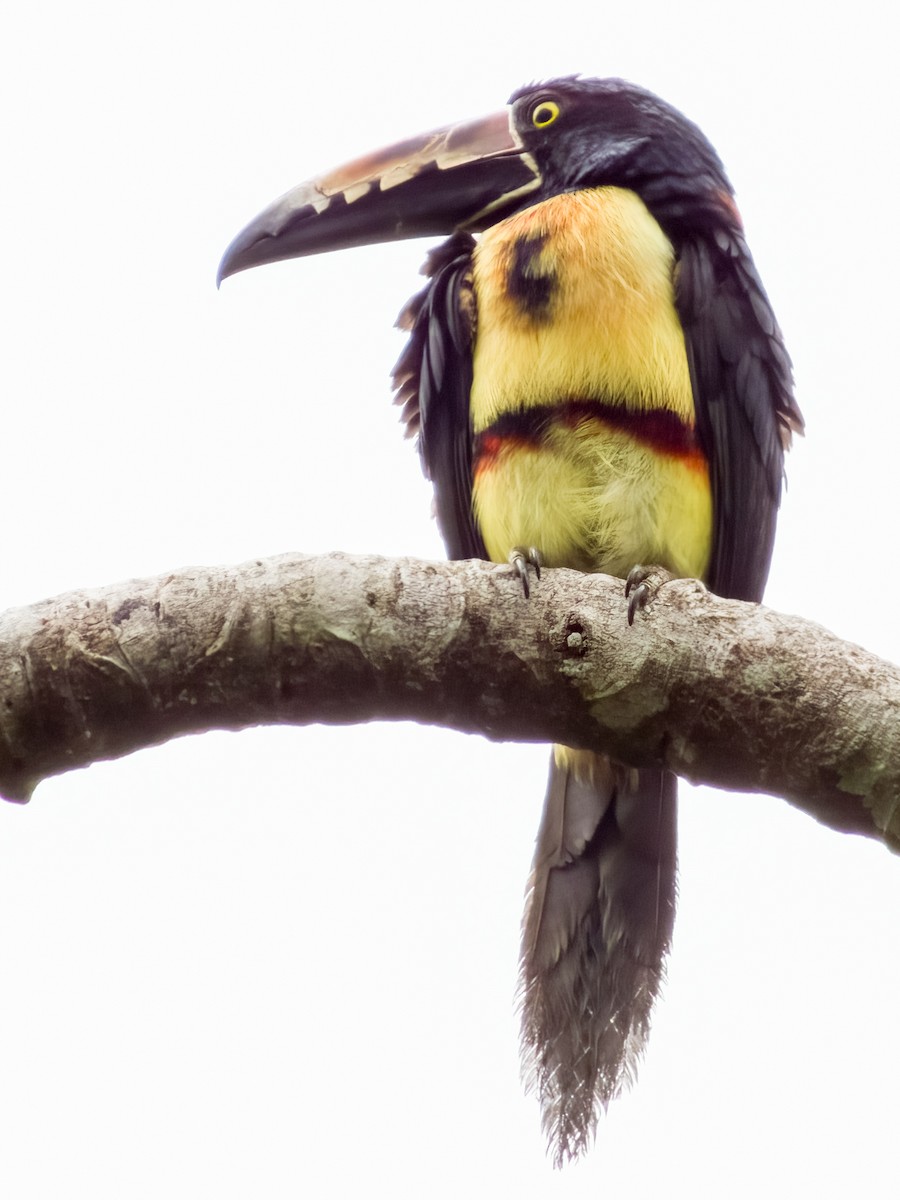 Collared Aracari - Imogen Warren