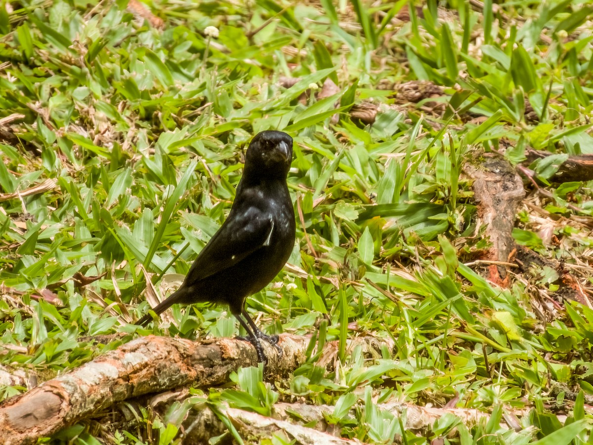 Variable Seedeater - Imogen Warren