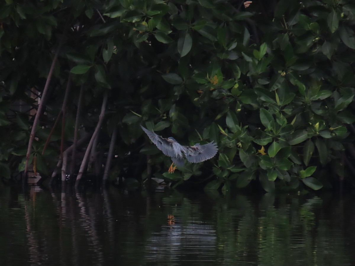 Striated Heron - Hercs Doria