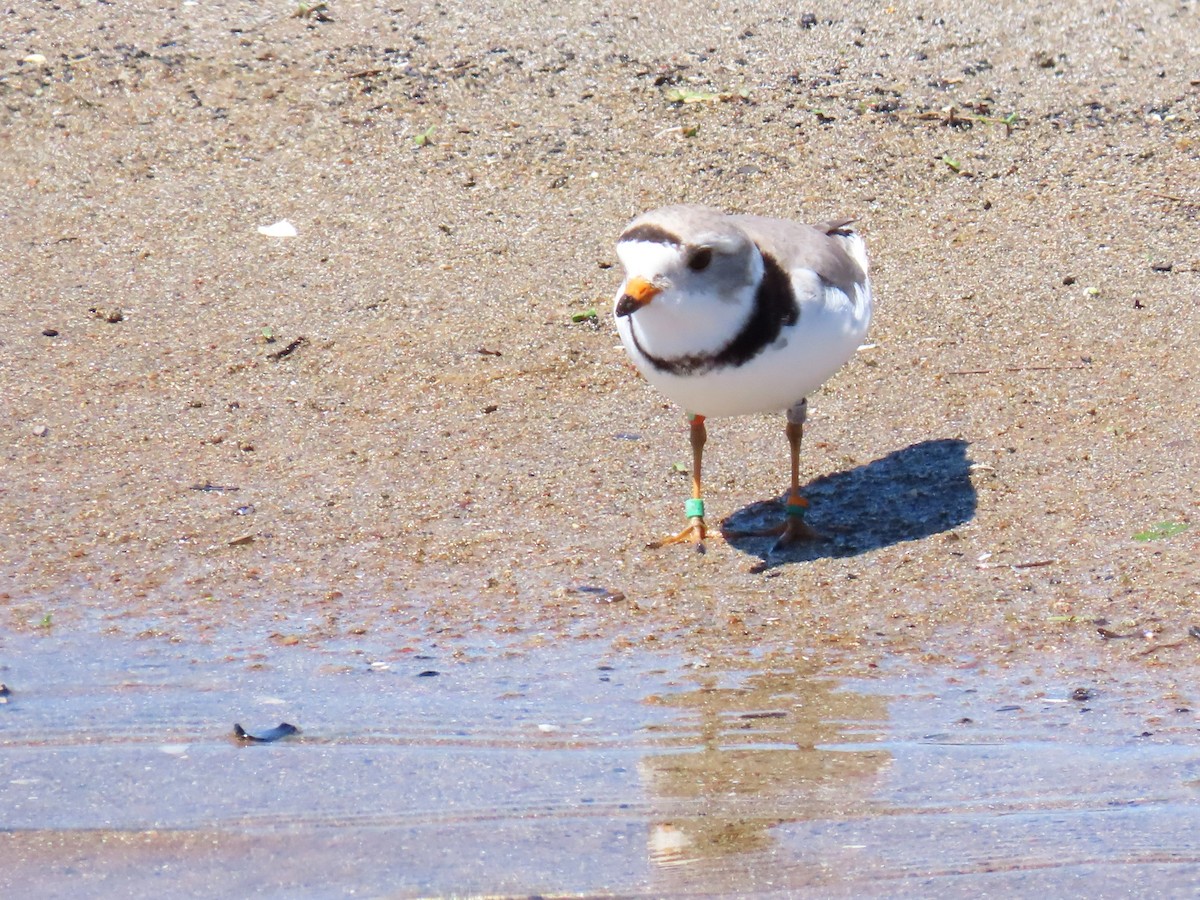 Piping Plover - Davida Kalina