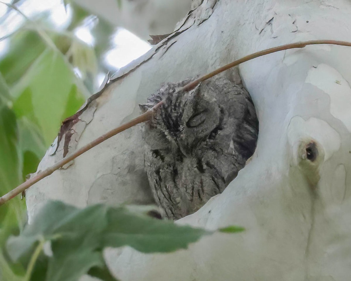 Western Screech-Owl - Sue Smith