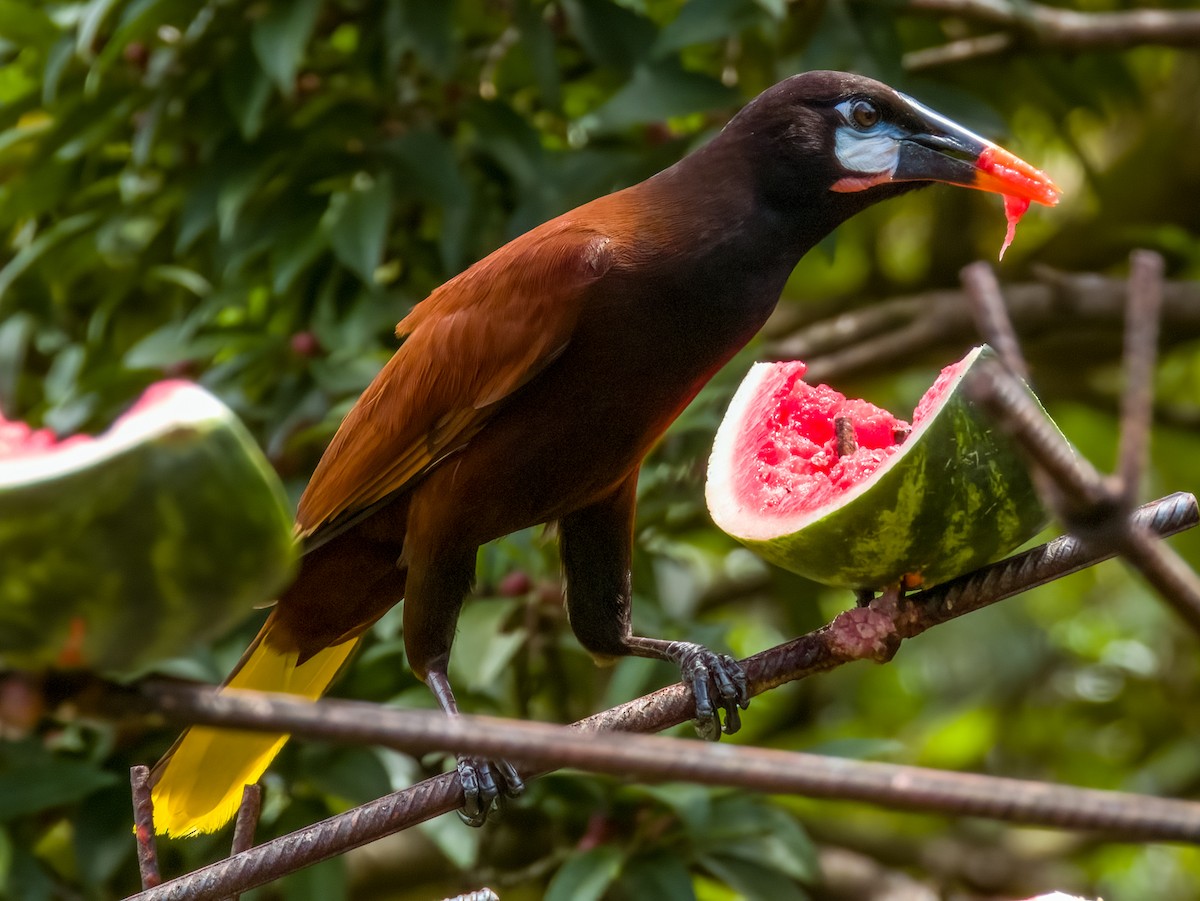 Montezuma Oropendola - Imogen Warren