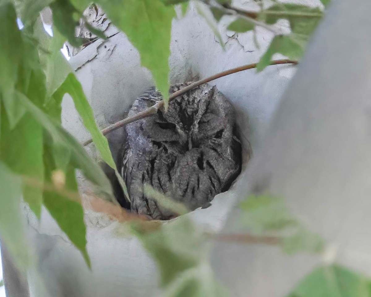 Western Screech-Owl - Sue Smith