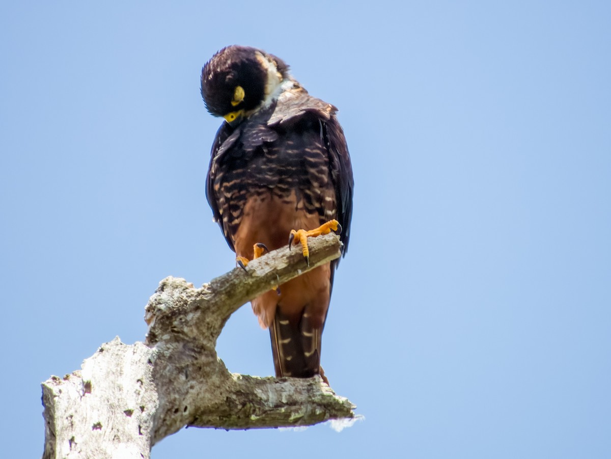 Bat Falcon - Imogen Warren