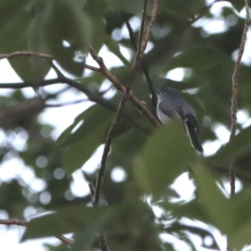 Blue-gray Gnatcatcher - Leslie Steinberger