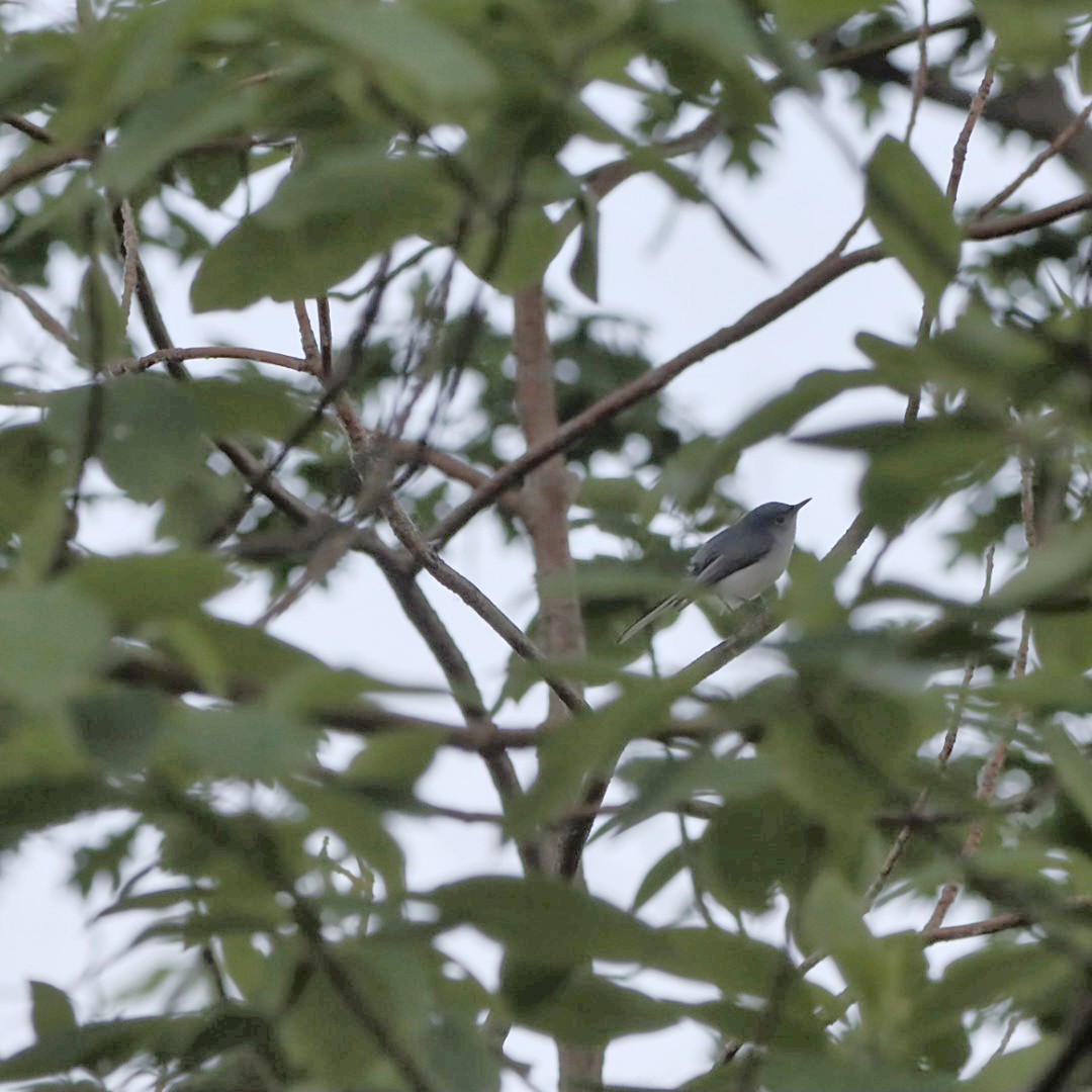 Blue-gray Gnatcatcher - Leslie Steinberger