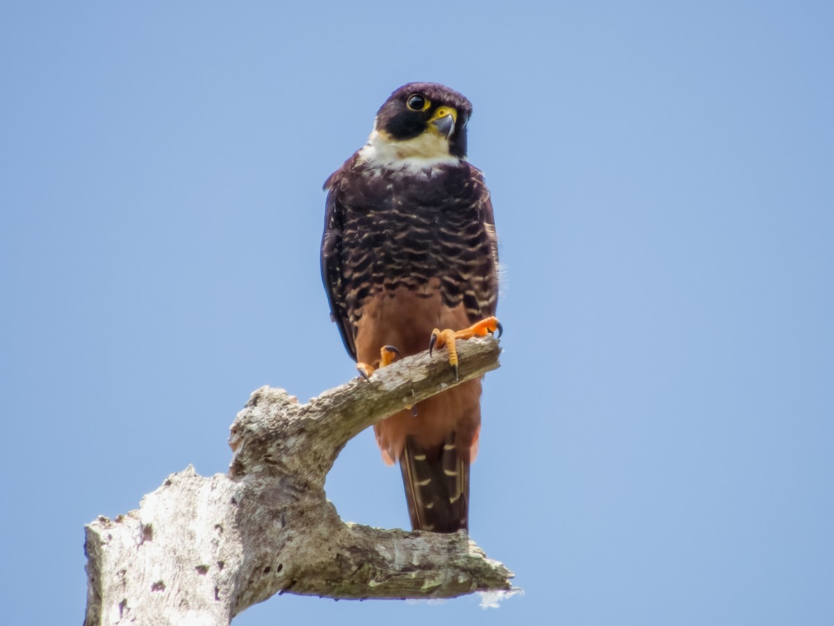 Bat Falcon - Imogen Warren