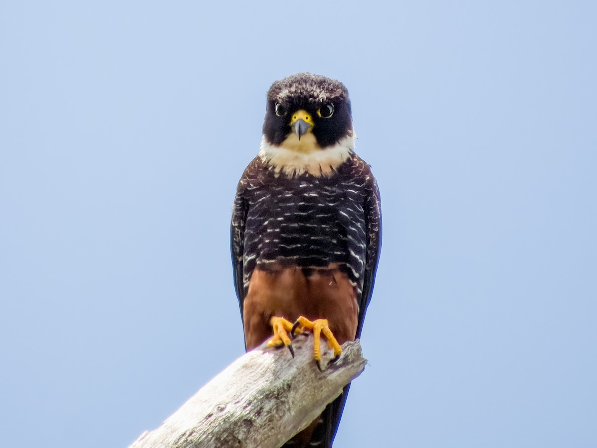 Bat Falcon - Imogen Warren