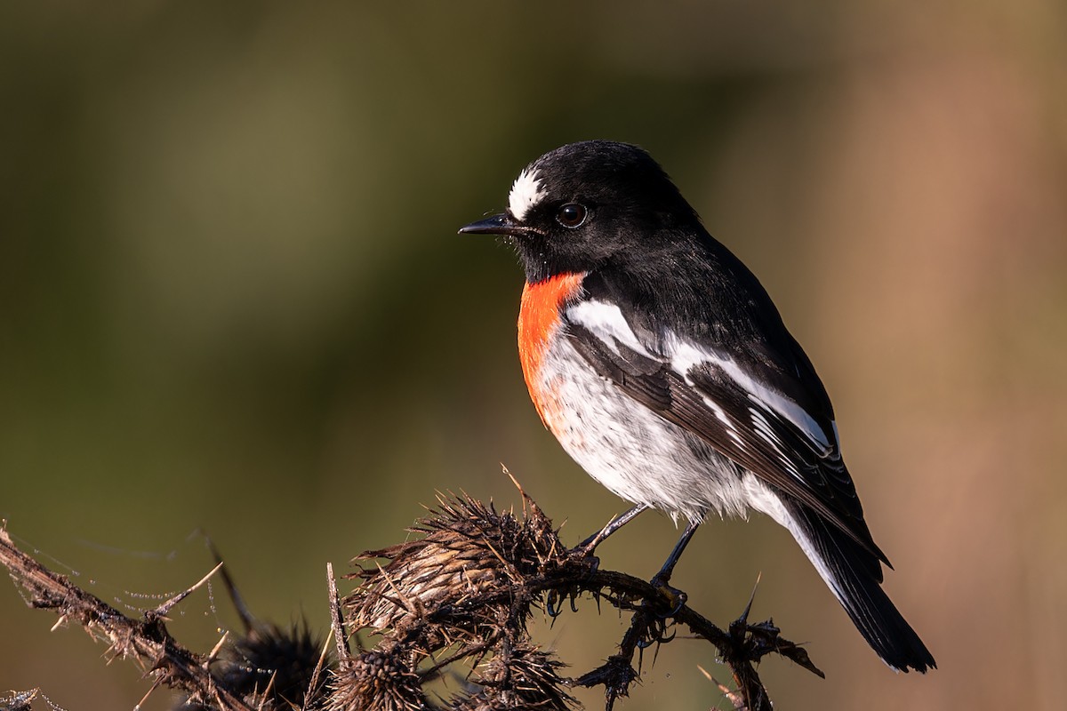 Scarlet Robin - John  Van Doorn