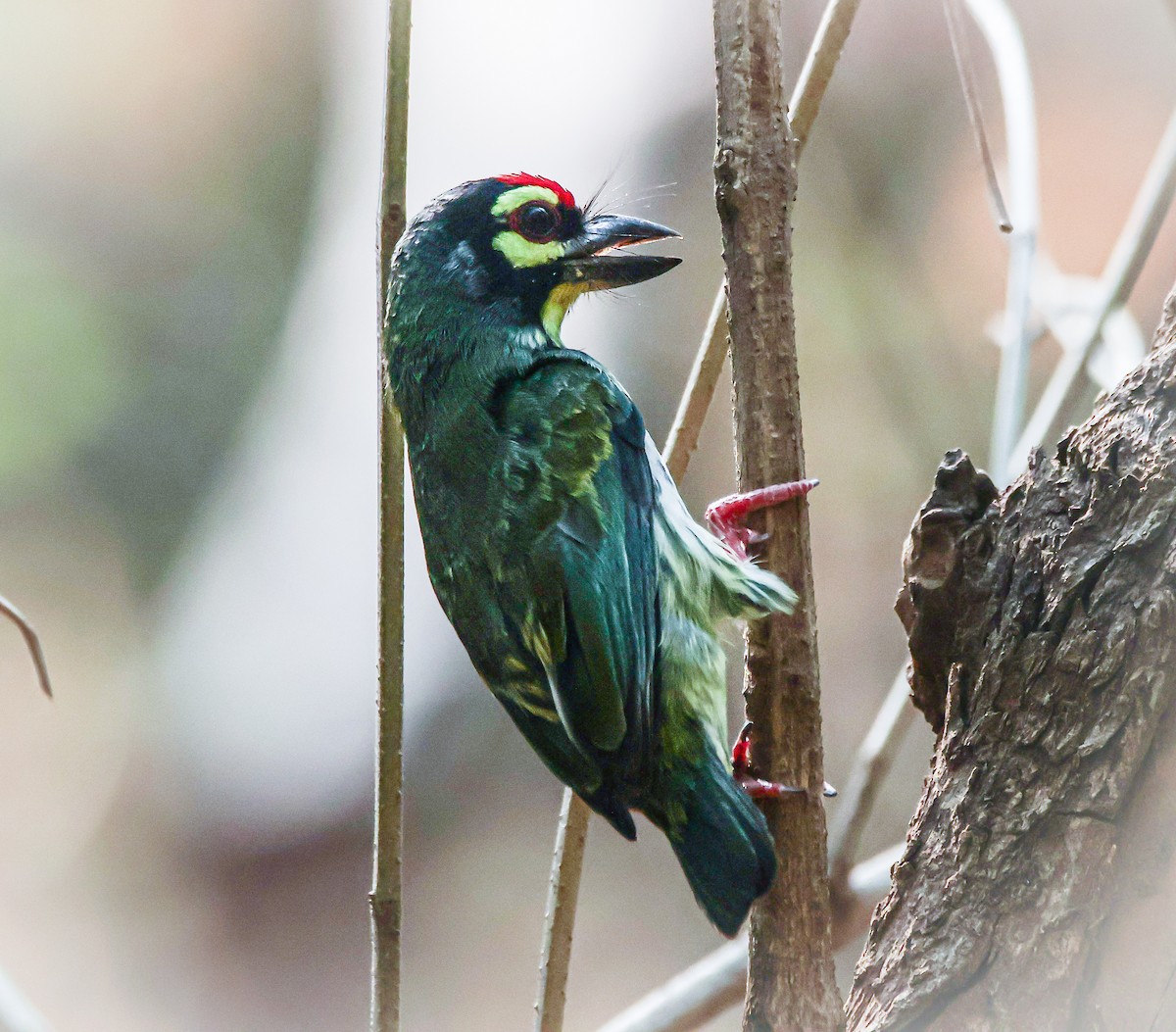 Coppersmith Barbet - Sanjay Gupta