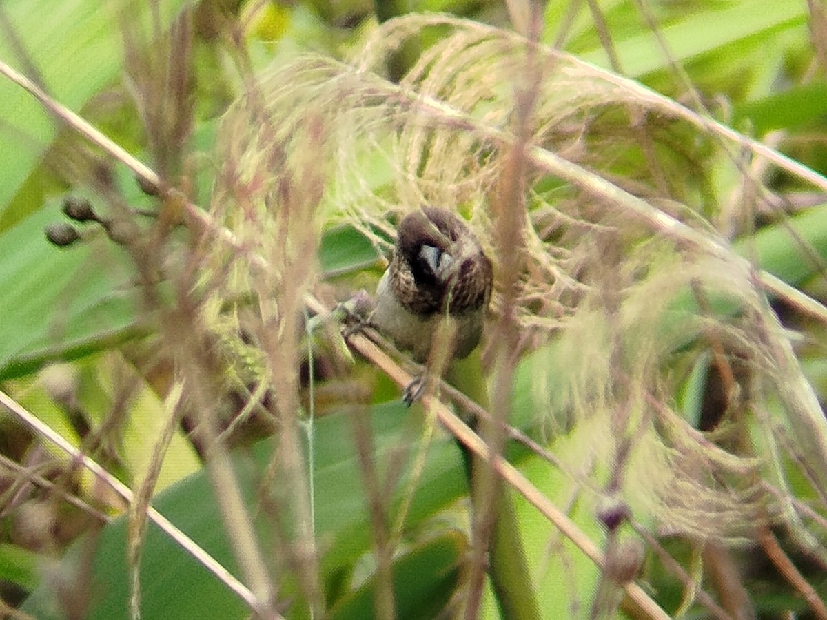 White-rumped Munia - Lars Mannzen