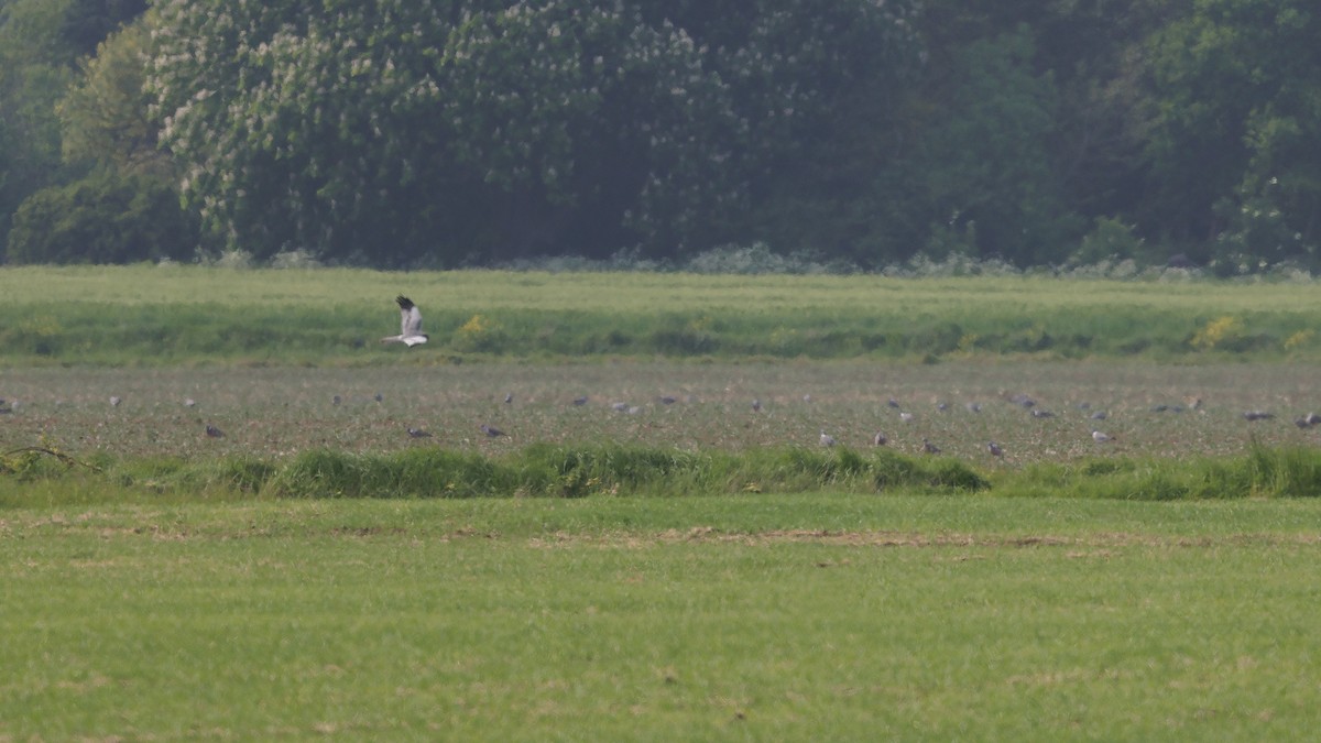 Montagu's Harrier - Josh Jones