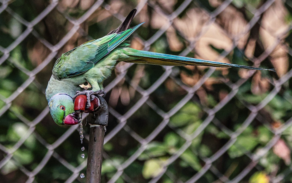 Rose-ringed Parakeet - Sanjay Gupta