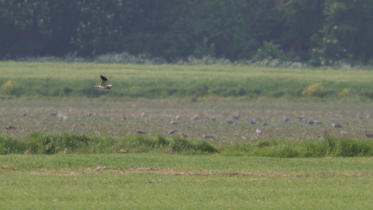 Montagu's Harrier - Josh Jones