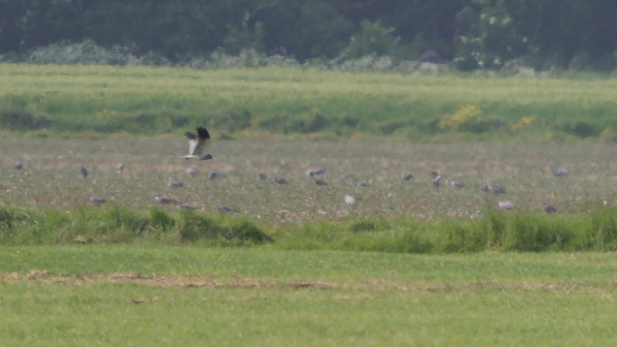 Montagu's Harrier - Josh Jones