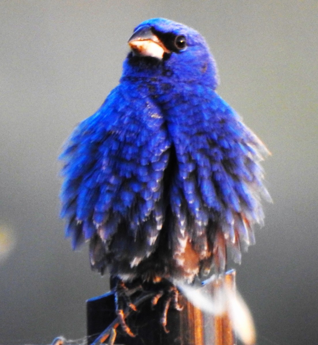 Blue Grosbeak - ML619607732