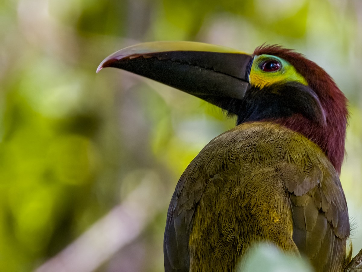 Yellow-eared Toucanet - Imogen Warren