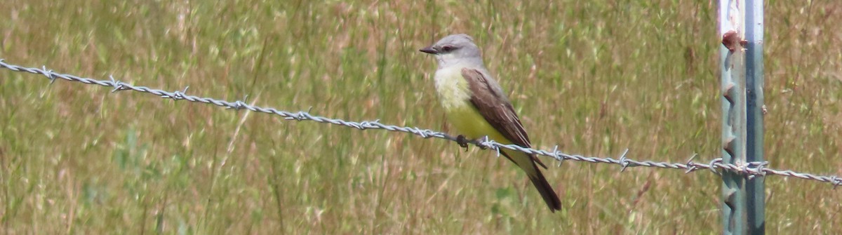 Western Kingbird - ML619607736