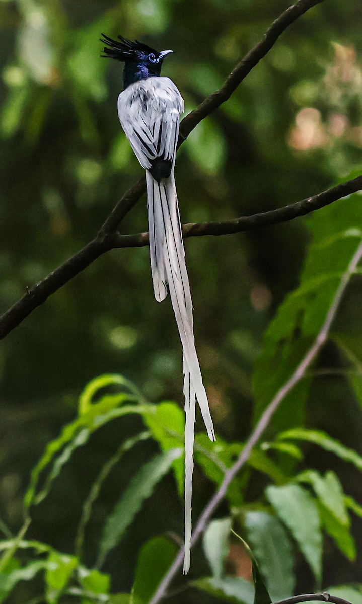 Indian Paradise-Flycatcher - Sanjay Gupta