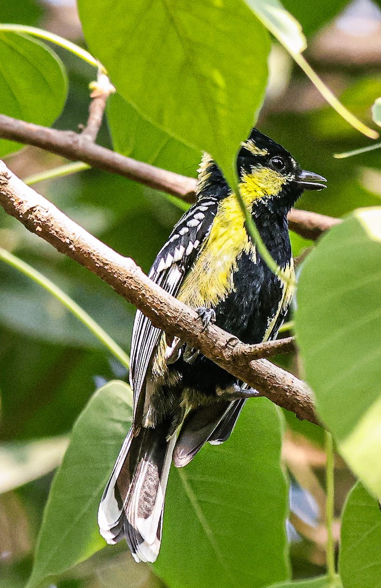 Indian Yellow Tit - Sanjay Gupta