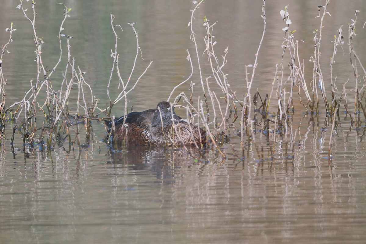 Australasian Shoveler - John  Van Doorn