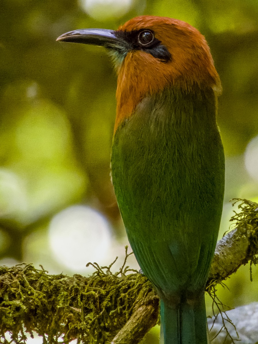 Broad-billed Motmot - Imogen Warren