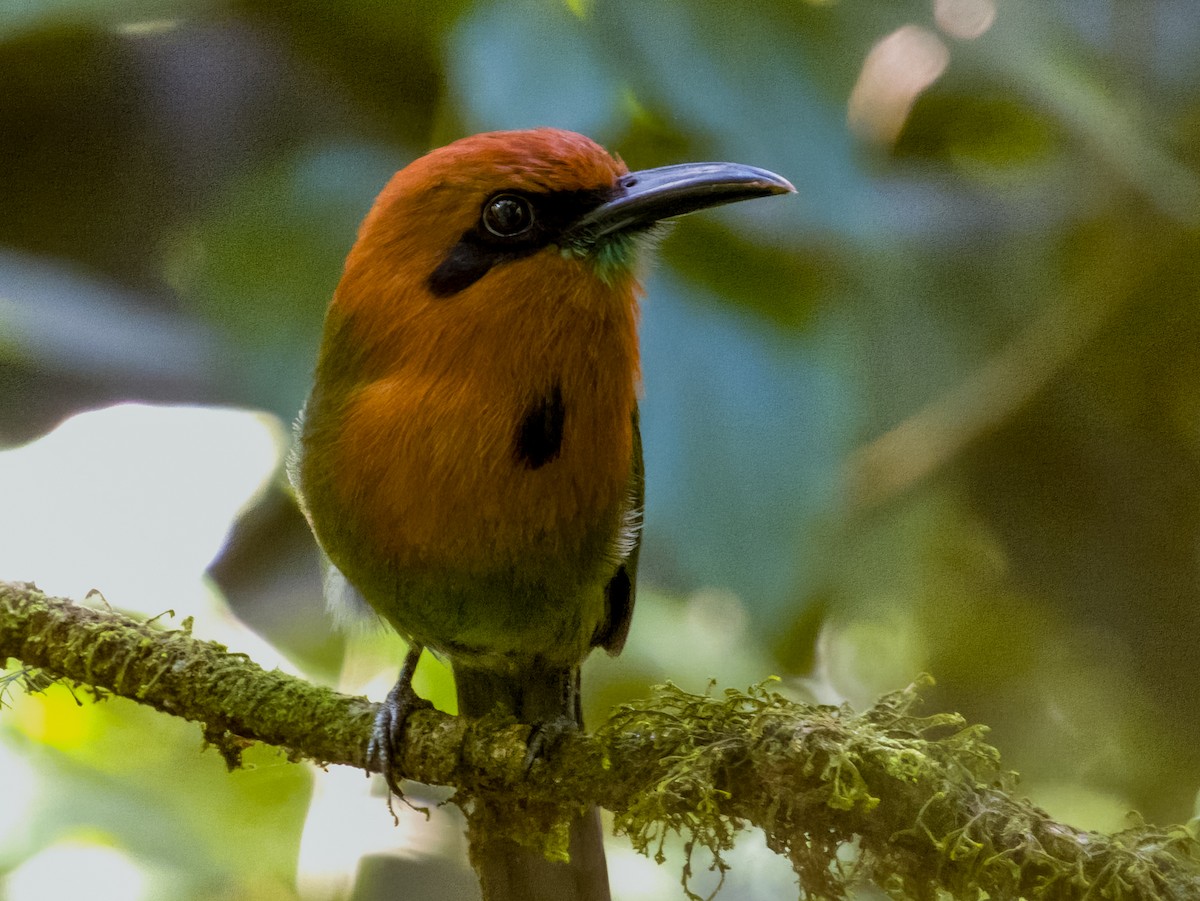 Broad-billed Motmot - Imogen Warren