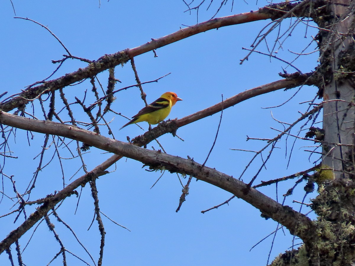 Western Tanager - Leslie Schweitzer