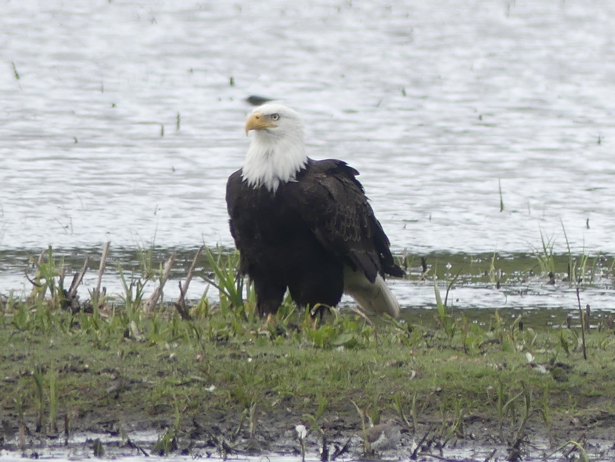 Bald Eagle - Aziza Cooper