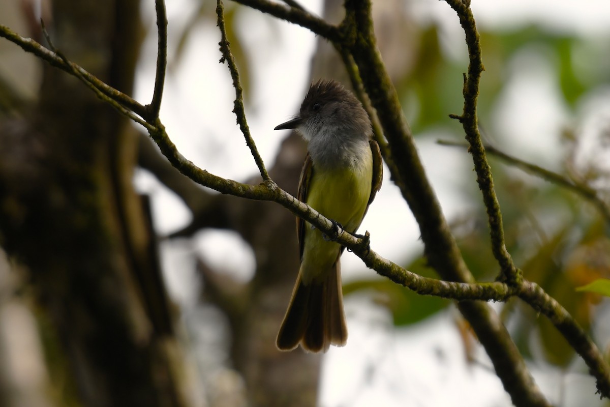 Brown-crested Flycatcher - Christian Engel