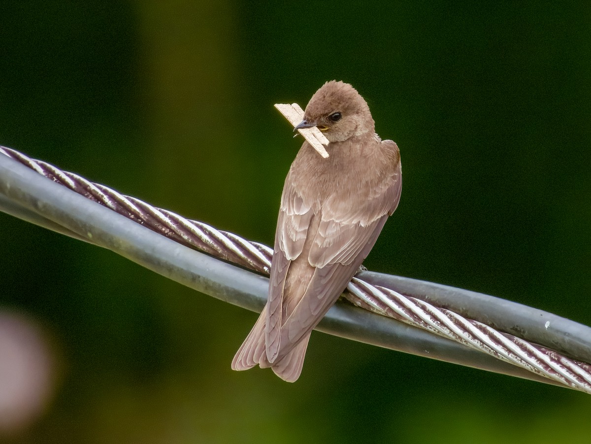 Northern Rough-winged Swallow - Imogen Warren