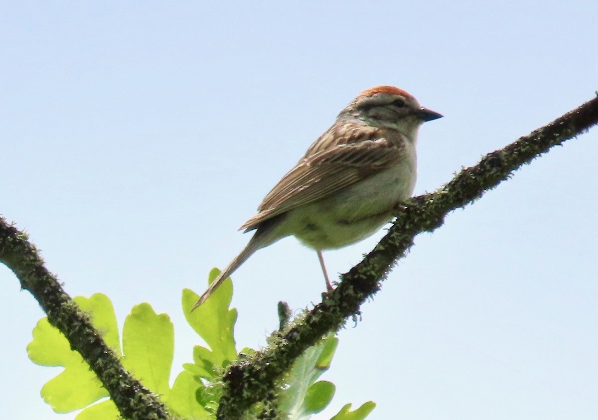 Chipping Sparrow - Leslie Schweitzer