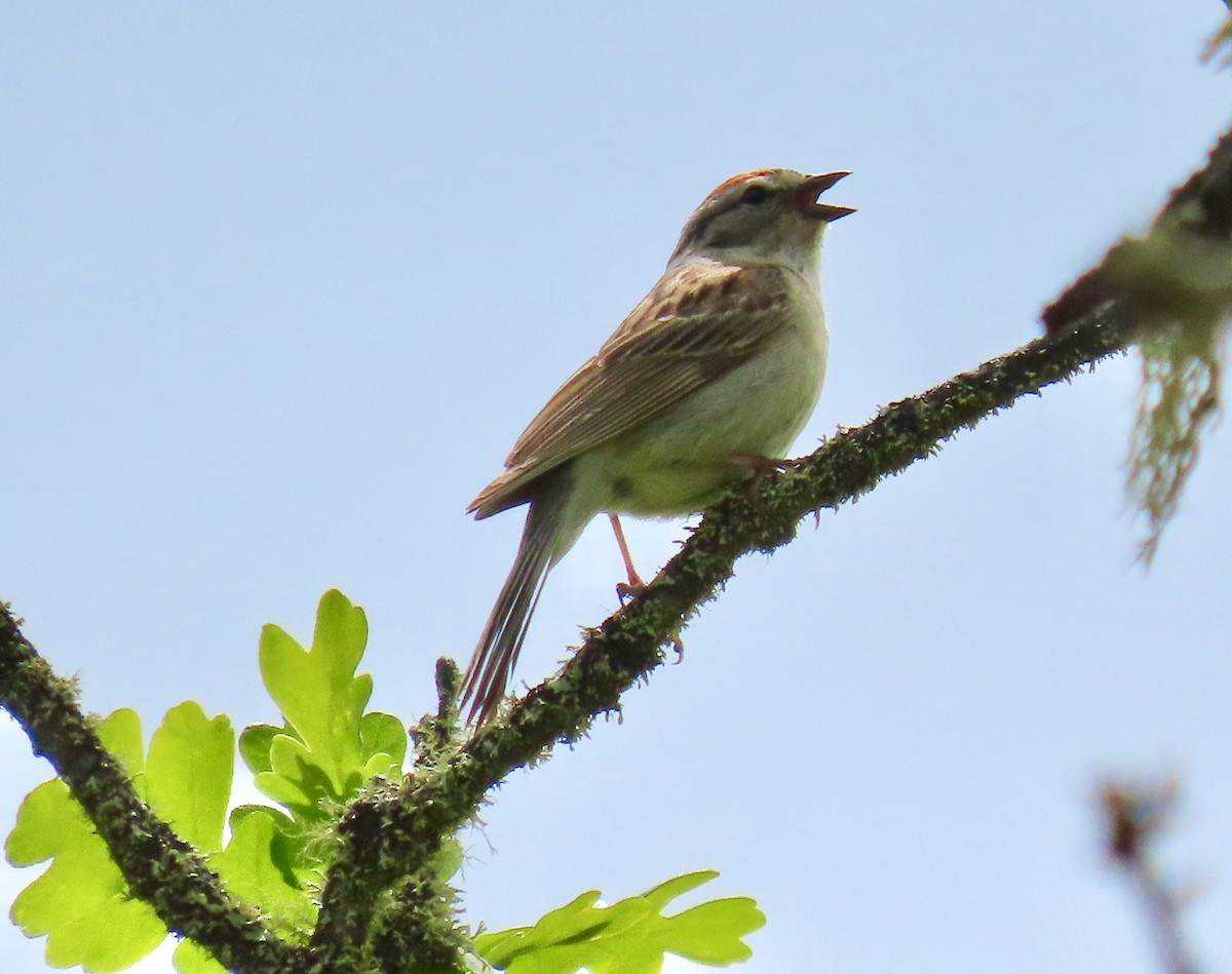 Chipping Sparrow - Leslie Schweitzer