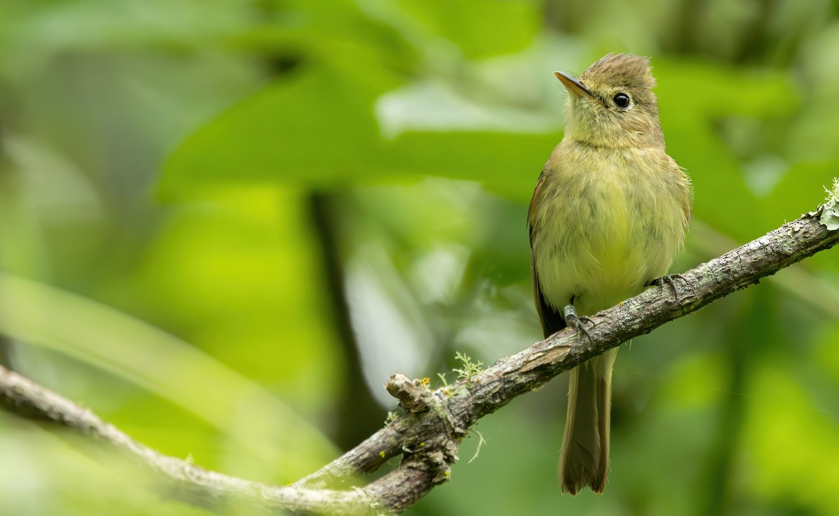 Western Flycatcher (Pacific-slope) - Connor Cochrane