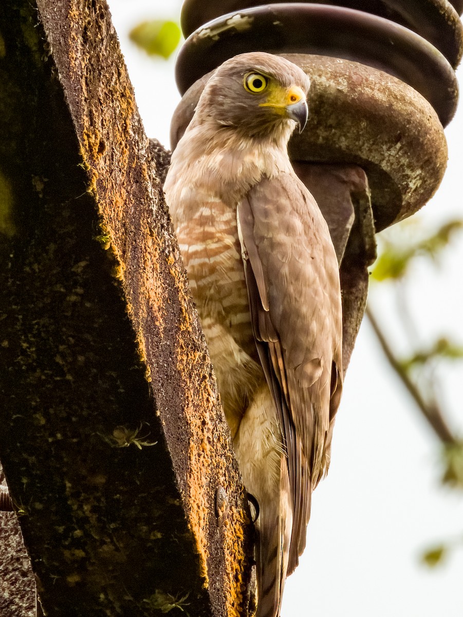 Roadside Hawk - Imogen Warren