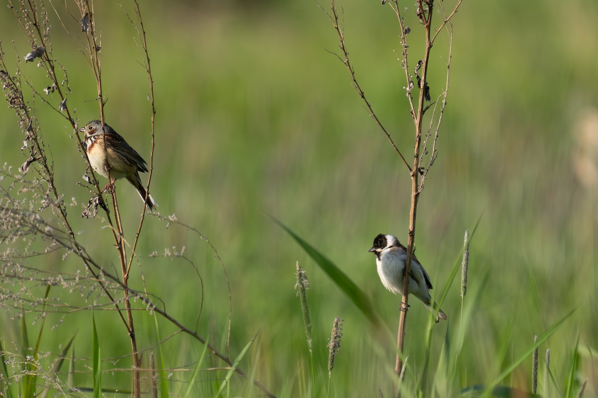 Reed Bunting - MASATO TAKAHASHI