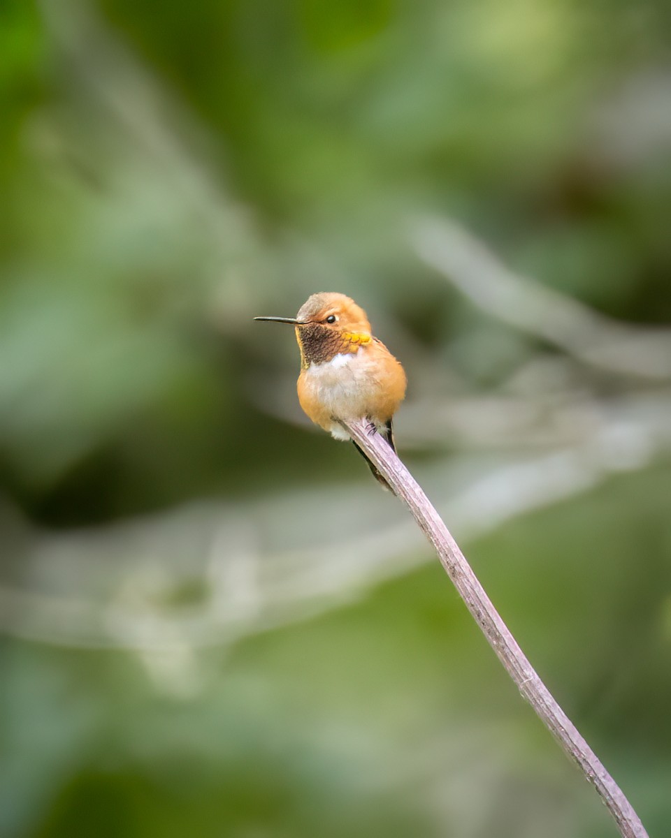 Rufous Hummingbird - Mason Prokop